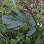 Barbarea vulgaris - Gewöhnliches Barbarakraut