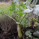 Brassica napus ssp. rapifera - Steckrübe