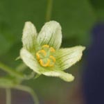 Bryonia dioica - Rotfrüchtige Zaunrübe