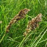 Carex paniculata - Rispen-Segge