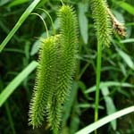 Carex pseudocyperus - Scheinzypergras-Segge