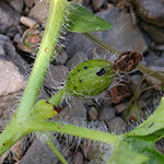 Citrullus lanatus - Wassermelone