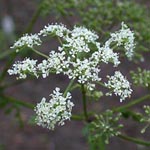 Conium maculatum - Gefleckter Schierling