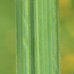 Dactylis glomerata - Wiesen-Knäuelgras