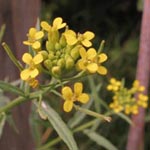 Erysimum cheiranthoides - Acker-Schöterich