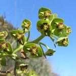 Euphorbia characias - Palisaden-Wolfsmilch