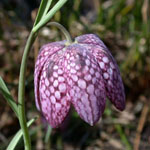 Fritillaria meleagris - Schachbrettblume