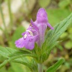 Galeopsis angustifolia - Schmalblättriger Hohlzahn