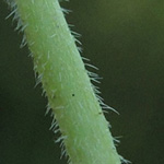 Geranium dissectum - Schlitzblättriger Storchschnabel