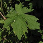 Geranium palustre - Sumpf-Storchschnabel