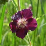 Geranium phaeum - Braunroter Storchschnabel