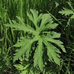 Geranium pratense - Wiesen-Storchschnabel