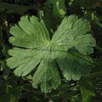 Geranium pyrenaicum - Pyrenäen-Storchschnabe l