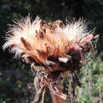Inula helenium - Echter Alant