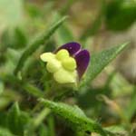 Kickxsia elatine - Echtes Tännelkraut