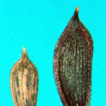 Lactuca serriola und virosa - Kompaß- und Gift-Lattich