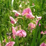 Lathyrus sylvestris - Wilde Platterbse