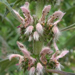 Leonurus cardiaca subsp. villosa - Zottiges Echtes Herzgespann