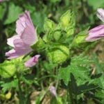 Malva alcea - Rosen-Malve