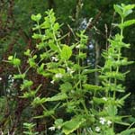 Melissa officinalis - Zitronenmelisse