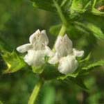 Melissa officinalis - Zitronenmelisse