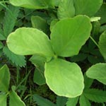 Menyanthes trifoliata - Fieberklee