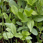 Menyanthes trifoliata - Fiederklee