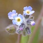 Myosotis ramosissima - Raues Vergissmeinnicht
