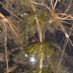 Myriophyllum alterniflorum - Wechselblütiges Tausendblatt