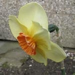 Narcissus Altruist