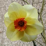 Kleinkronige Narzissen / Small-cupped Daffodils (Klasse 3) Narcissus Altruist