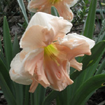 Geschlitztkronige Narzissen / Split-corona Daffodils, Split cup (Klasse / division 11) Narcissus Apricot Whirl