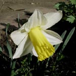 Alpenveilchen-Narzissen / Cyclamineus Daffodils (Cyclamineus-Narzissen, Klasse / division 6) Narcissus Ara