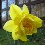 Narcissus Dick Wilden