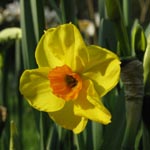 Narcissus Falconet