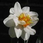 Narcissus Flower Drift