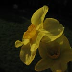 Narcissus Hoopoe
