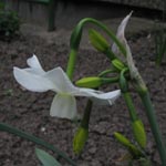 Narcissus Petrel