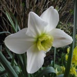 Narcissus Polar Ice