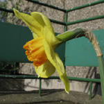 Narcissus Red Devon