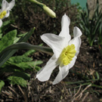 Narcissus Segovia