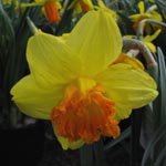 Narcissus Suada