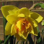 Narcissus Texas
