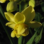 Narcissus Yellow Cheerfullness