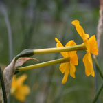 Narcissus jonquilla - Jonquilla-Narzisse (Wildform)
