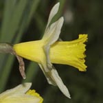 Narcissus pseudonarcissus - Gelbe Narzisse, Osterglocke
