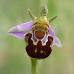 Ophrys apifera - Bienen-Ragwurz