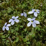 Pratia pedunculata - Blauer Bubikopf