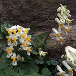 Pseudofumaria alba - Blassgelber Lerchensporn