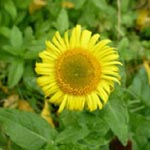 Pulicaria dysenterica - Ruhr-Flohkraut